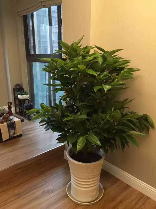 �������Գ���