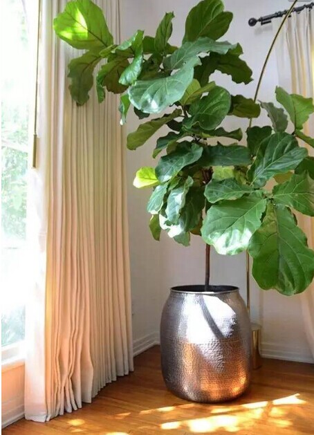 ������Ҷ��ֲ�����