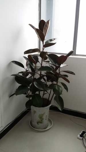 ������Ƥ��