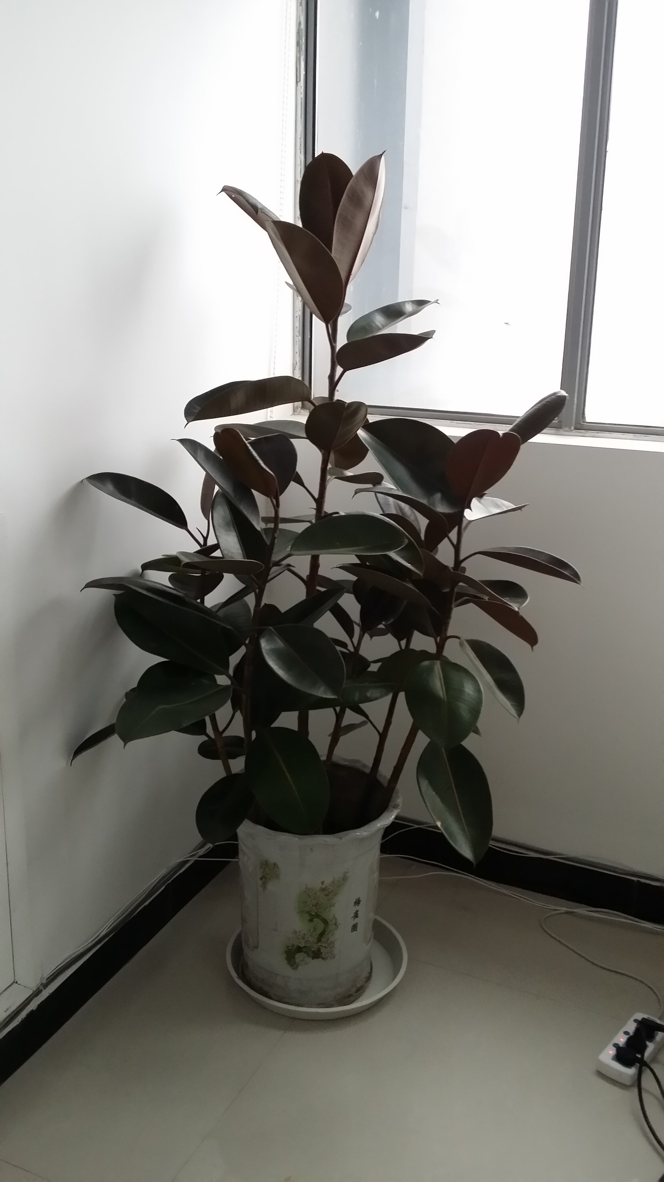 ������Ƥ��ֲ�����