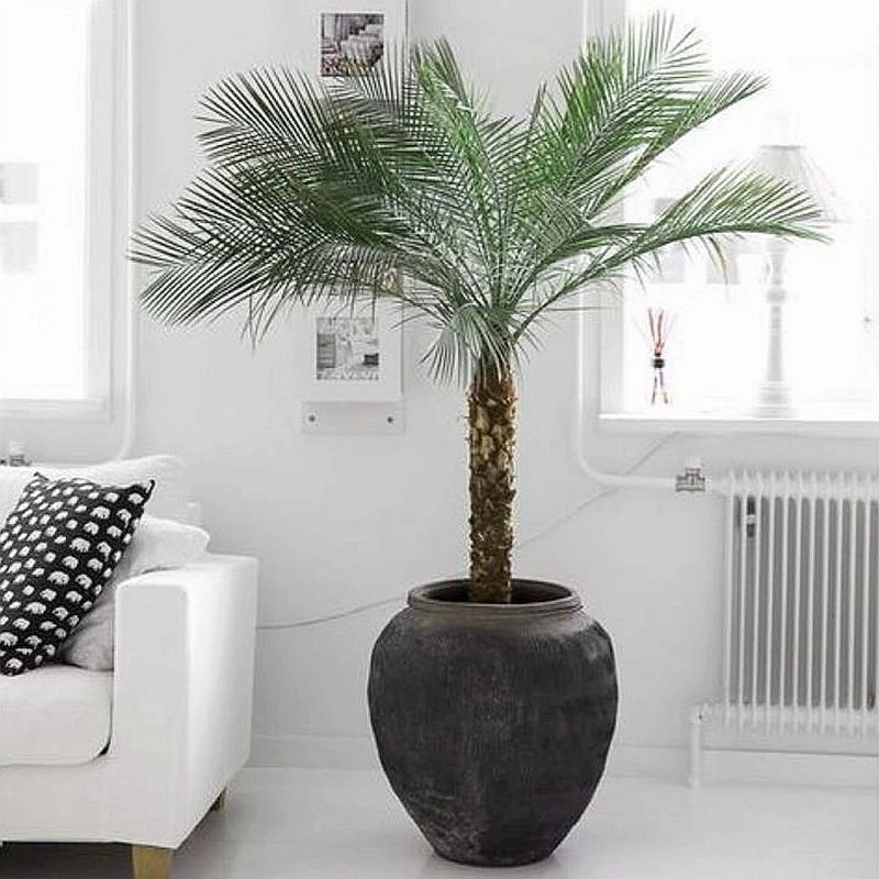 ���ֲ�����