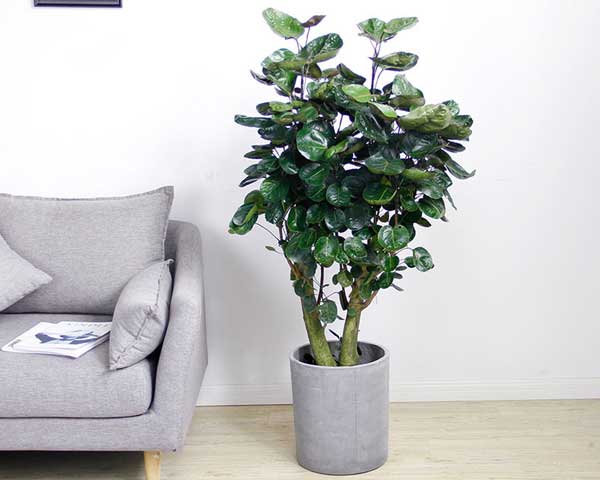 ����ֲ������