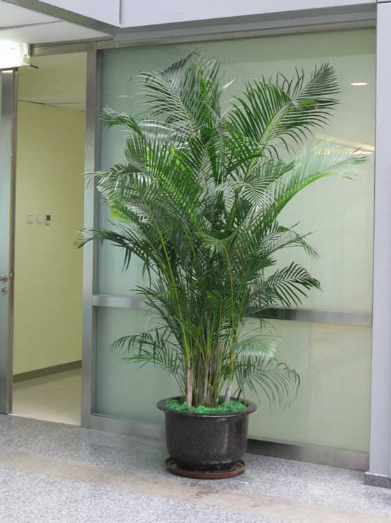 ɢβ��ֲ�����