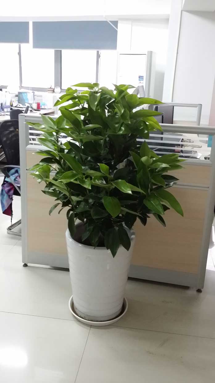 �칫��ƽ��������