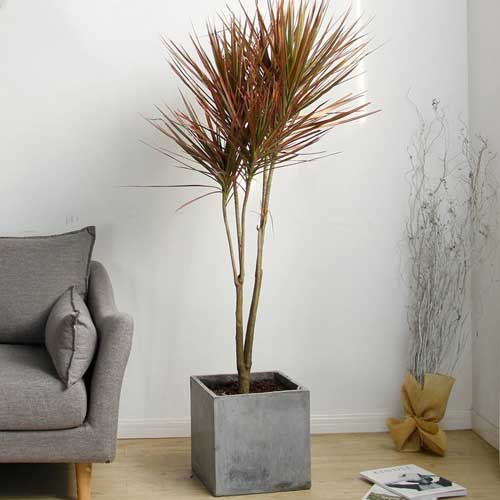 ���Գ���