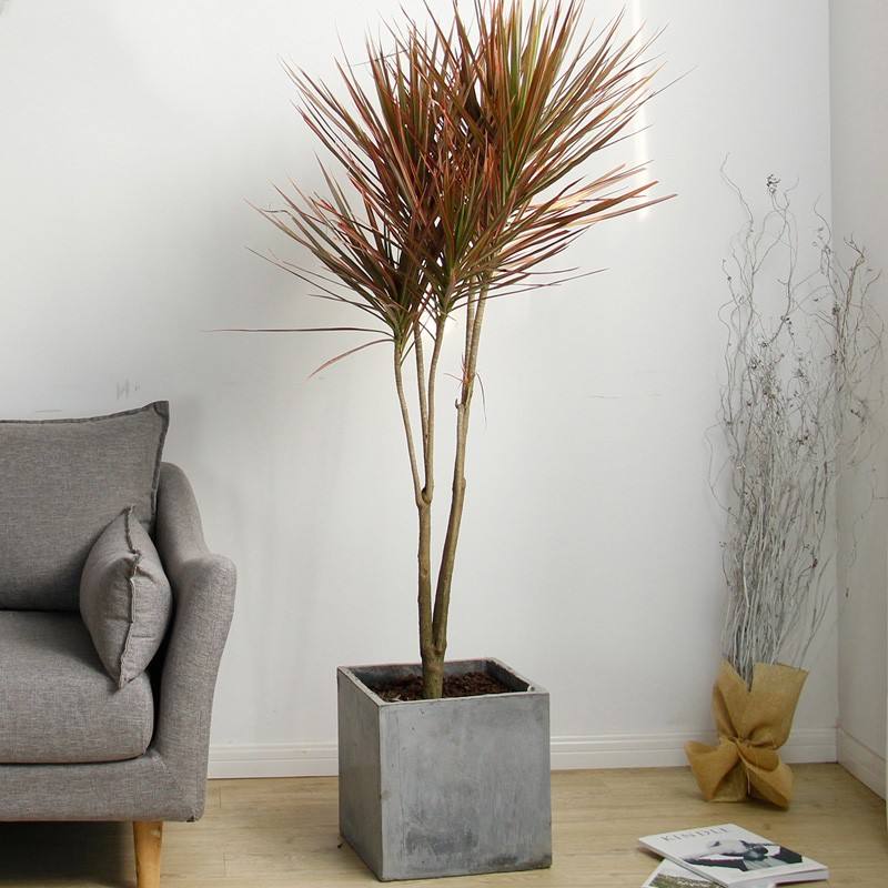 ��Ҷǧ��ľֲ�����