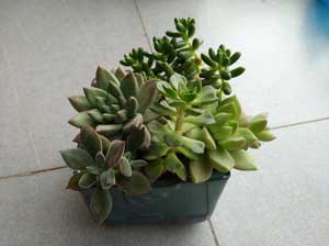 ����ֲ��