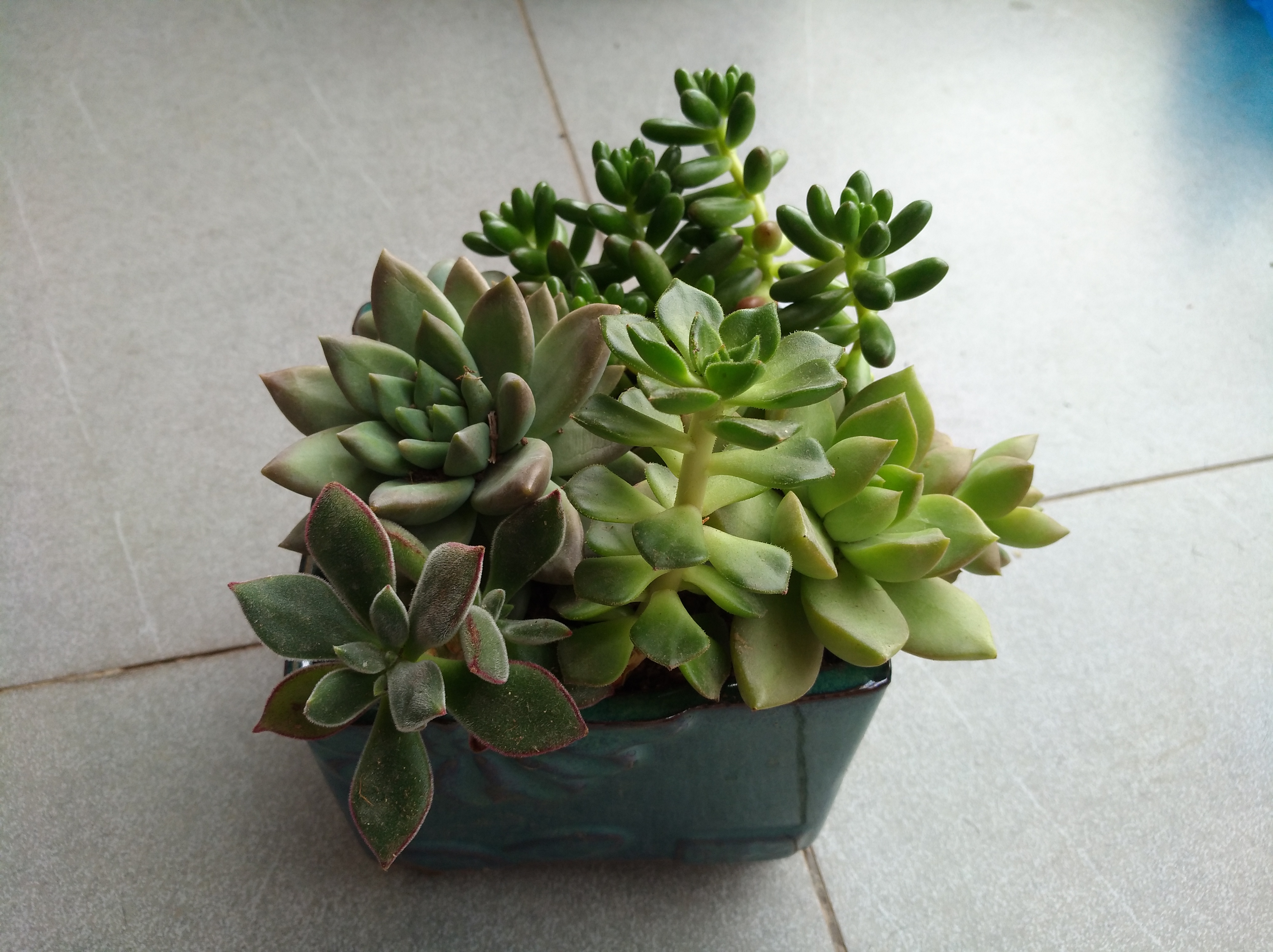 ����ֲ��ֲ�����