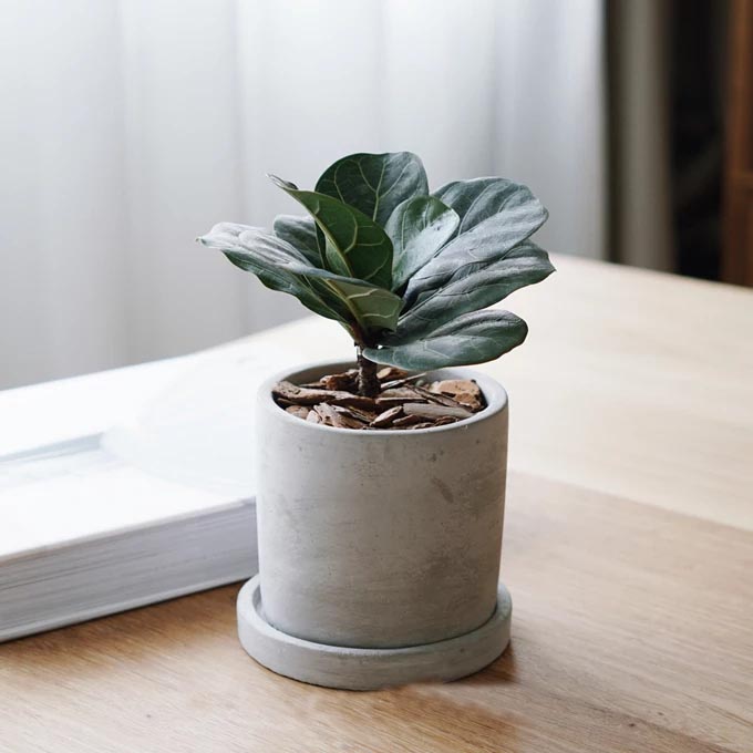 С��Ҷ��ֲ�����