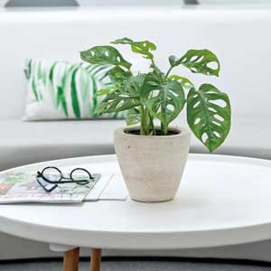 ǧ���걳��