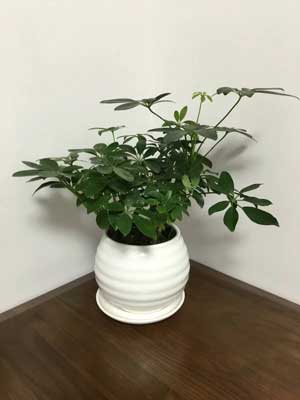 С����Ѽ��ľ