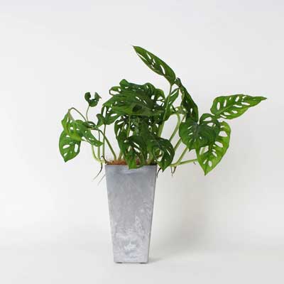 ����걳��