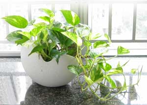 ˮ��С����