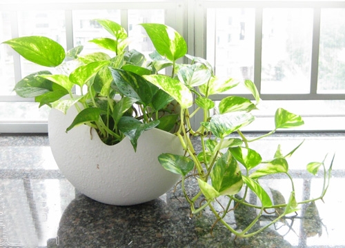 ˮ��С����ֲ�����