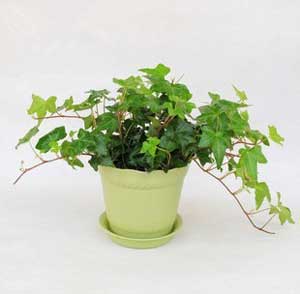 С�賣����