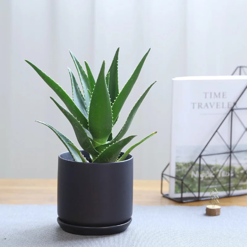 С��«��ֲ�����