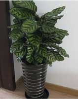 �߲�����