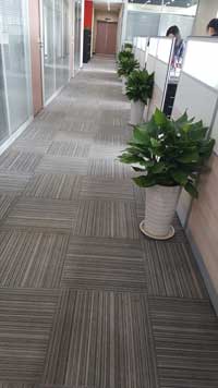 �㶫������