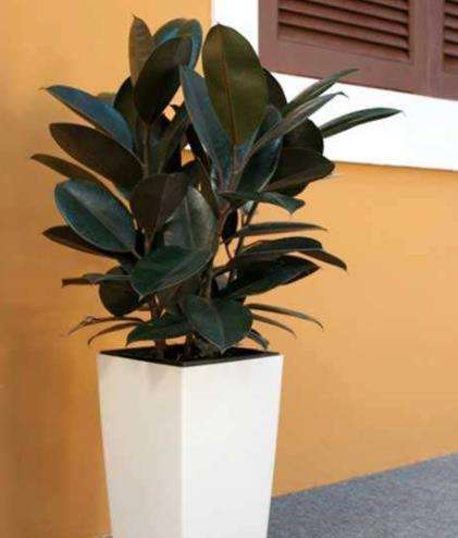 ����Ƥ��