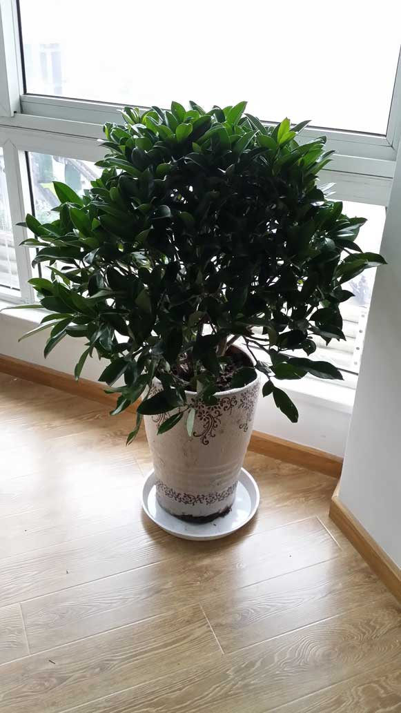 ��������ֲ�����