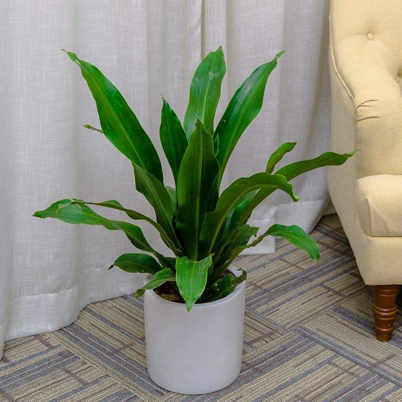 ��Ҳ����