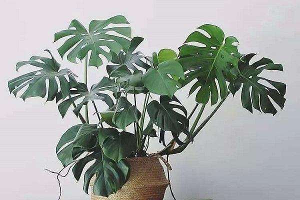 �걳��ֲ�����