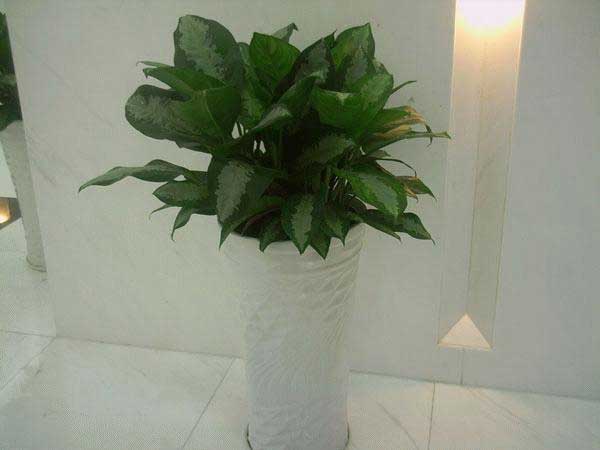 ���ʺ�ֲ�����