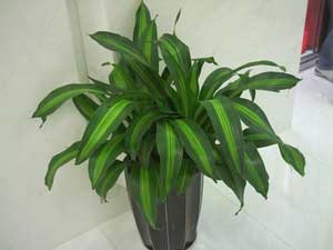 ����Ҳ����